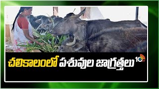 చలికాలంలో పశువుల జాగ్రత్తలు | Winter Care Essentials for Cattle | Matti Manishi | 10tv