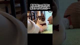 猫の香箱座りの隙間に指を入れてみたら…  #shorts