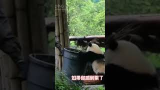 豆伴，雌性大熊猫，2020年7月29日出生于卧龙耿达神树坪基地，又名顿顿。 出名，因为网络说他被选去美国。