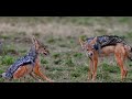 story of lions in africa the king of wildlife in masai mara