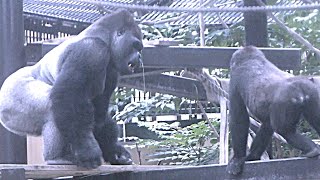 [Gorilla 1-minute video # 79] Sudden fight between Momotaro Papa and Gentaro [Kyoto City Zoo]