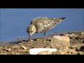 playerito unicolor calidris bairdii .