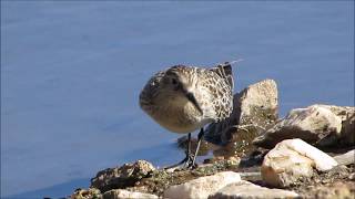 Playerito unicolor (Calidris bairdii).