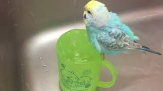 水浴びするセキセイインコ