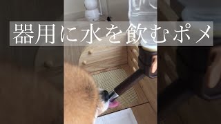 [Pomeranian dog] Pomeranian who drinks water dexterously #Shorts