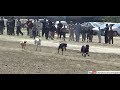Download Semi final of Attock greyhound derby race 2019 | greyhound racing 2019 In Mp4 3Gp Full HD Video