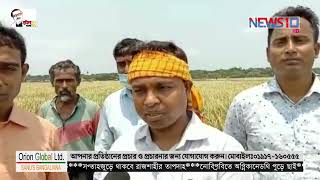 খুলনার পাইকগাছায় জনপ্রিয় হয়ে উঠেছে সুন্দরবন উপকূলীয় লবণ সহিষ্ণু ব্রি ধান—৬৭