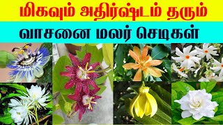 மிகவும் அதிர்ஷ்டம் தரும் வாசனை மலர் செடிகள்| indian astrology predictions|Lucky Vasthu Flower plants