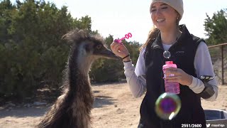 Maya Blows Bubbles For Stompy