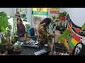 Reggae Vibes Unleashed: From Roots to Sunshine in the Jungle Room