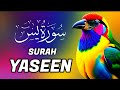 Surah Yasin(Yaseen)| Full With Arabic Beautiful recitation sorat yasen | Sudais Shuraim & Al Afasy