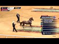 XIV Mundial CAMPEONATO CABALLOS PASO FINO BELLAS FORMAS