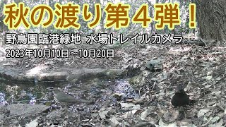 野鳥園臨港緑地水場トレイルカメラ　2023年10月10日～10月20日