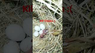 Finches kill chicks :( ..! #shorts #viral