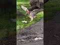 Eagle not smarter than mouse