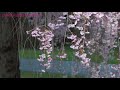 beautiful double weeping cherry plena rosea yae beni shidare 八重紅枝垂桜 しだれ桜