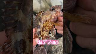 【穴釣り】巨大テトラの隙間から 穴釣り最高