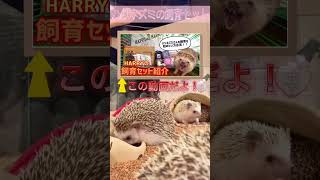 ハリネズミの飼育セットって何を揃えればいいの？#shorts