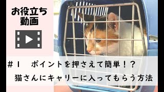 猫をキャリーに入れる方法