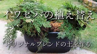 【2020】イワヒバをオリジナルブレンドの土で植え替える。