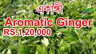 একাঙ্গী (Aromatic Ginger)