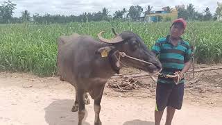 Good milking yield Buffalo of Farmer Byregowda, Somethanahalli, Chennarayapatana Hobli, Devanahalli