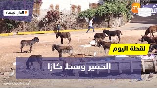 لقطة اليوم...شوفو الشوهة: الحمير وسط كازا(مشهد صادم)