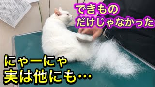 できものだけじゃなかった！涙目で顔洗ってたのには理由がありました。【スタッフ猫にゃーにゃ】