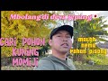 WOW ! NEMU POHON PISANG DI JEPANG