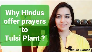 Why Hindus offer prayer to Tulsi Plant ? Why keep diya at Tulsi ? Amazing Health Benefits of Basil