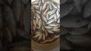 নদীর তাজা ছোট ছোট পুটিমাছ #shorts #yt #smallfish