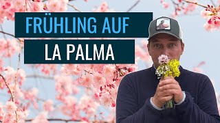 DER MÄRZ AUF LA PALMA - TRAUMHAFTE MANDELBLÜTE - AUSFLUG NACH LAS TRICIAS  | Episode #35