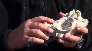 Analyzing a jackal skull