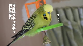 ジャンボセキセイインコぼりおん 珍しくクチャクチャしない（でも襲われる）