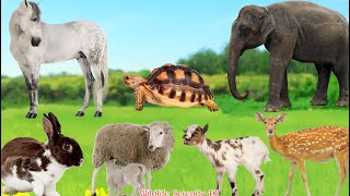 Happy Farm Animals: Elephant, Turtle, Horse, Rabbit, Sheep, Chicken, Goat, Deer - Animal Sounds