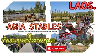 Asha stables - ພູເຂົາຕົ້ນໄມ້ທຳມະຊາດເມືອງລາວທີ່ງົດງາມ - ภูเขาต้นไม้ธรรมชาติเมืองลาวที่งดงาม