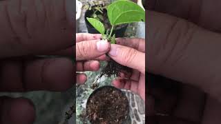 Use hibiscus calyx to propagate