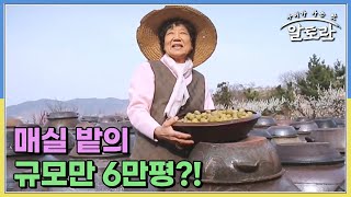 매실 밭의 규모만 6만 평?! 매실과 사랑에 빠져 인생을 바치게 된 명인의 사연은? MBN 230611 방송