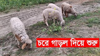 চরে গাড়ল দিয়ে খামার শুরু | Garole Sheep | mahamudul hasan | Y Bee