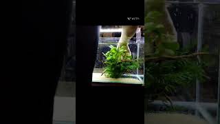 即興アクアリウム  improvised aquarium イベント用水槽立ち上げ仮組　 #shorts #aquarium #アクアリウム