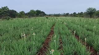 ಸುಗಂಧರಾಜ ಹೂವಿನ ಕೃಷಿ Sugandharaja flowers Tuberose flower Cultivation in Karnataka IHR GKVK