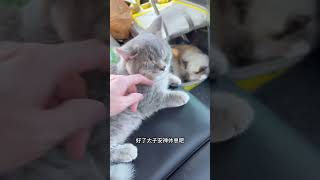 这猫不能要了…5个月大的小猫咪怎么能这么上头……#记录猫咪日常 #萌宠出道计划