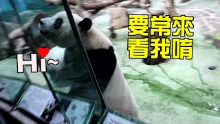 直播最後一刻,圓寶小跑步後突然走向窗前秒開粉絲見面會😆Giant Panda Yuan Bao met visitor briefly by the window,圆宝,貓熊,大熊貓