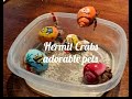 HERMIT CRABS - ADORABLE PETS - HOME SET UP AND CARE