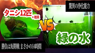 タニシ12匹＋α VS濃いグリーンウォーター たった半日でまさかの 驚異の浄化能力