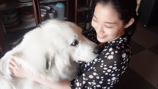 【可愛い】初めて美女が家に来たら超大型犬がとんでもないことになりましたw｜グレートピレニーズ