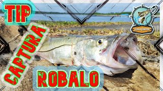 🎣Tip para CAPTURA de ROBALO ¦¦ Playa La Antigua ¦¦  @ZonaSnookOficial   🎣