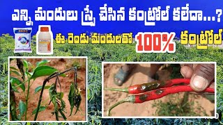 కొమ్మ ఎండు తెగులు ఎన్ని మందులు కొట్టిన కంట్రోల్ కావడం లేదా..? |Fruit rot fungus | #కొమ్మ #తెగులు