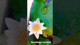 Nymphaea nouchali daily blooming waterlily ,easy to grow  tropical waterlily 🌸