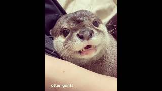 FUSSY BABY AT NIGHT 😂😆~ Otter Gonta| Complain | Mad | Cute Otter #shorts